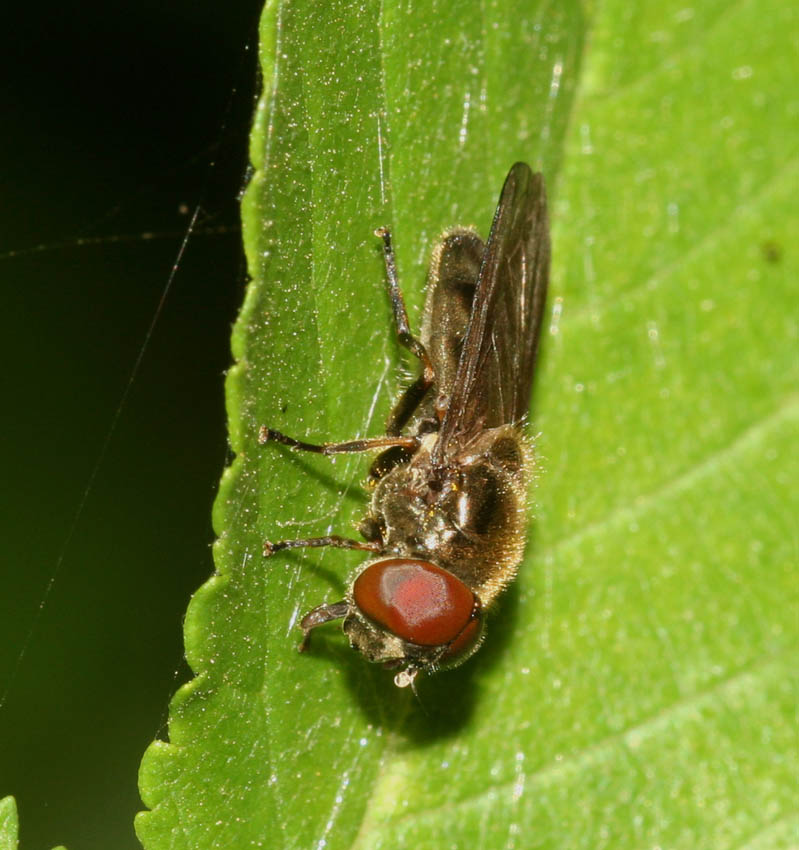 Cheilosia latifrons femmina e maschio